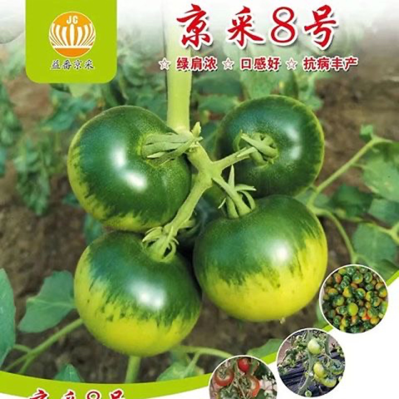 草莓番茄苗铁皮柿子苗酸甜口脆皮精品草莓番茄苗