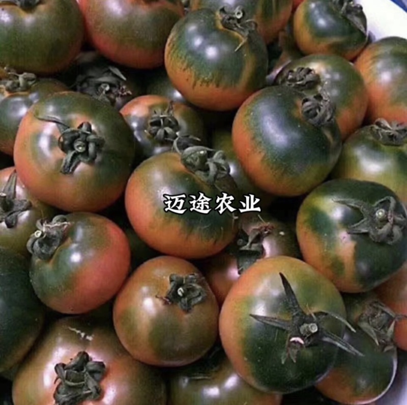 草莓番茄苗铁皮柿子苗酸甜口脆皮精品草莓番茄苗