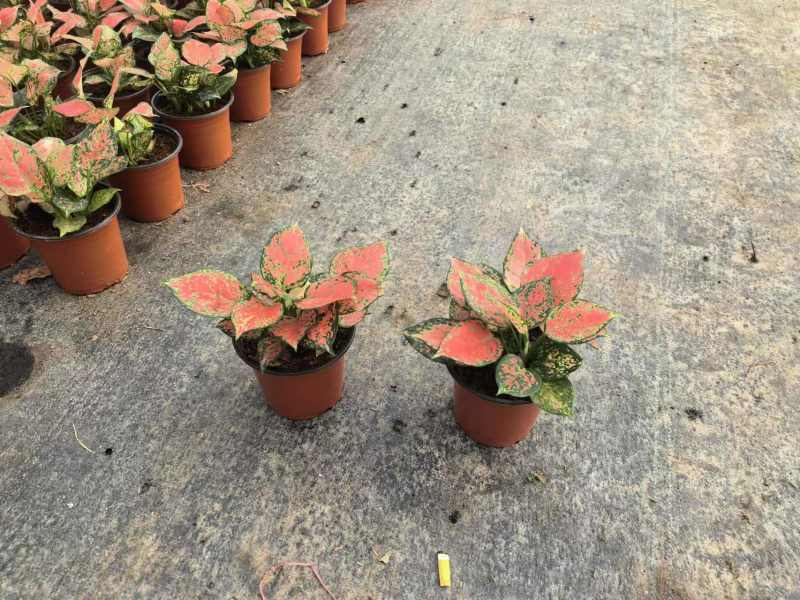 如意红叶室内外耐寒耐热观赏价值盆景好养活