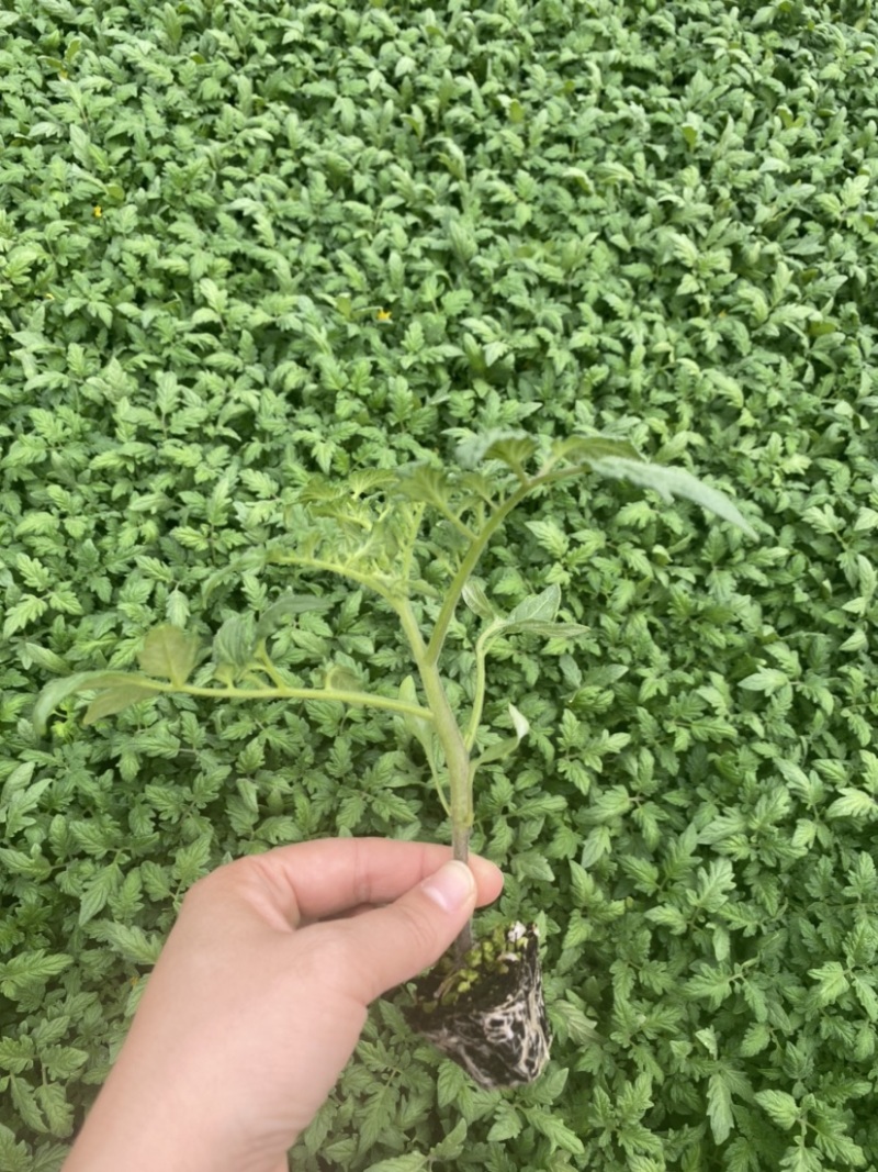 草莓番茄苗铁皮柿子苗酸甜口脆皮精品草莓番茄苗