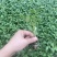 草莓番茄苗铁皮柿子苗酸甜口脆皮精品草莓番茄苗