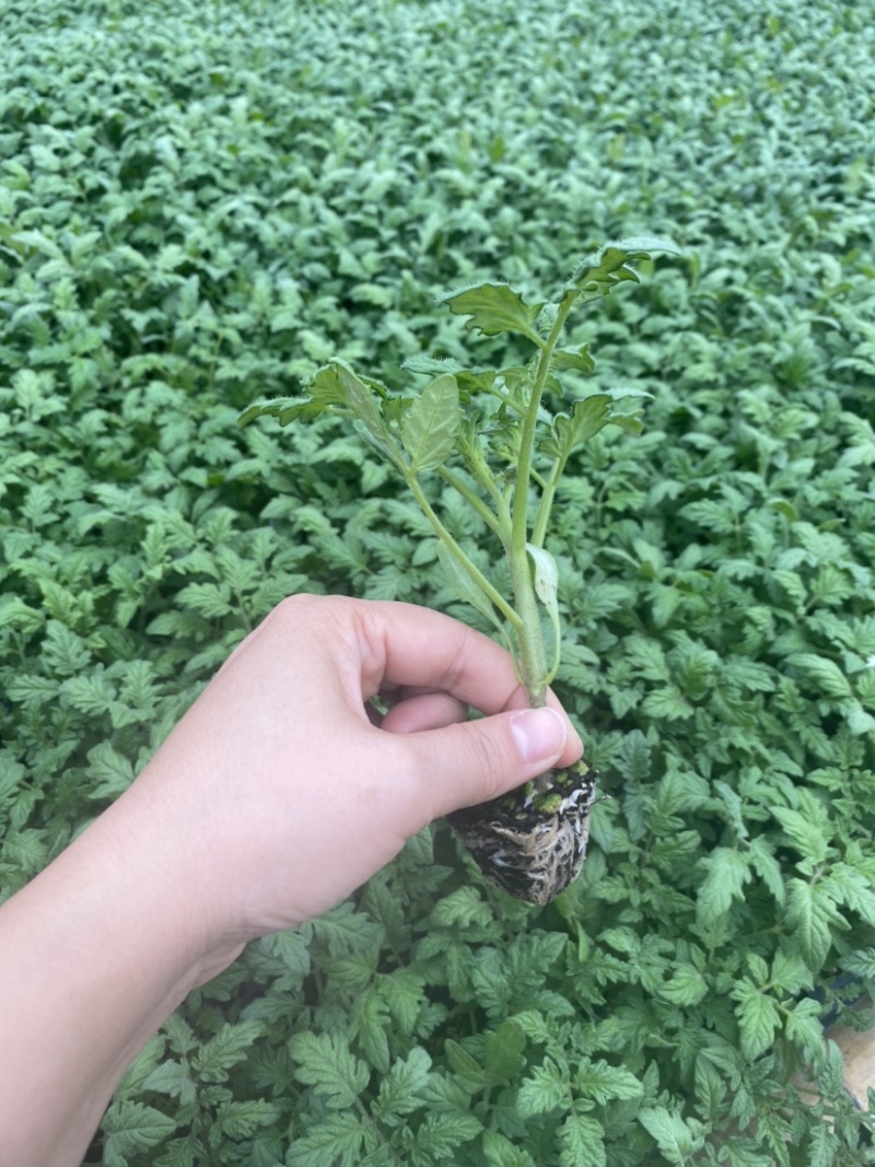 草莓番茄苗铁皮柿子苗酸甜口脆皮精品草莓番茄苗