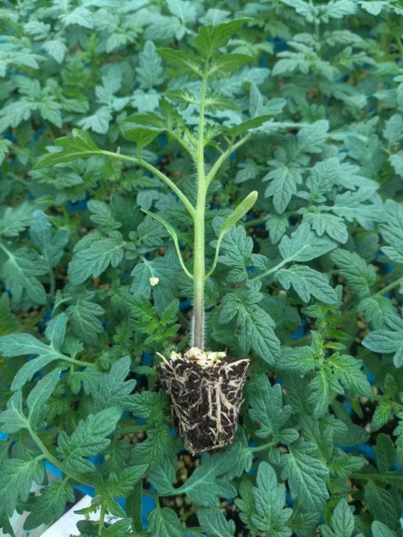 草莓番茄苗铁皮柿子苗酸甜口脆皮精品草莓番茄苗