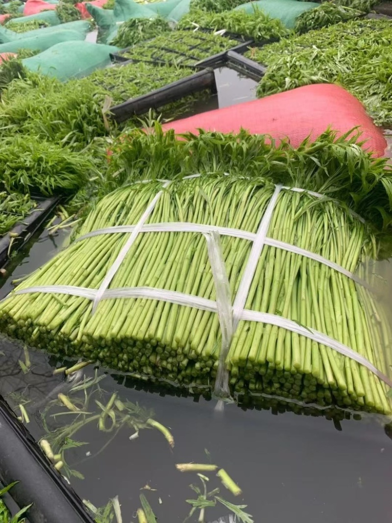 芜湖万亩基地精品芦蒿产地直发，品质保证……