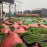 芜湖万亩基地精品芦蒿产地直发，品质保证……