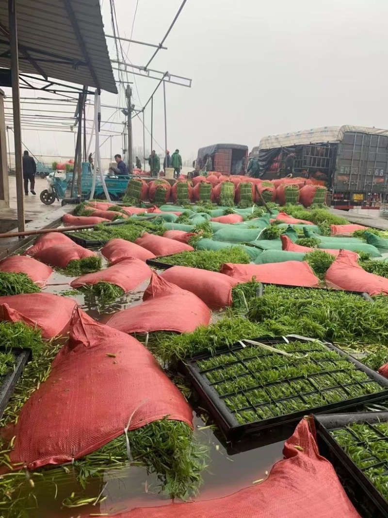 芜湖万亩基地精品芦蒿产地直发，品质保证……