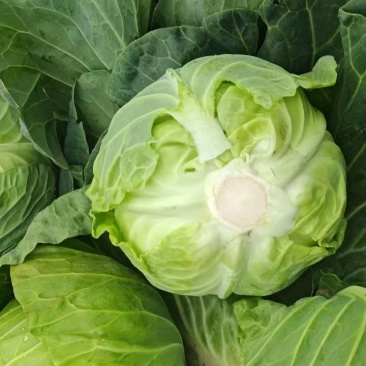 精品甘蓝圆包菜基地直发量大价优欢迎选购保质保量