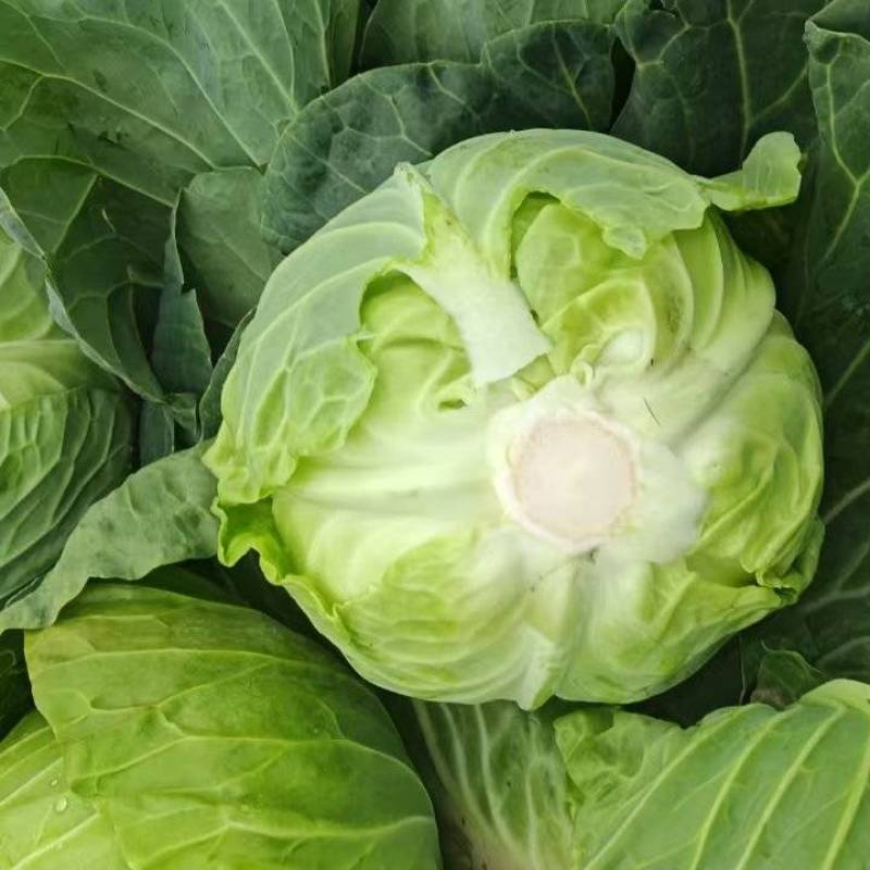 精品甘蓝圆包菜基地直发量大价优欢迎选购保质保量