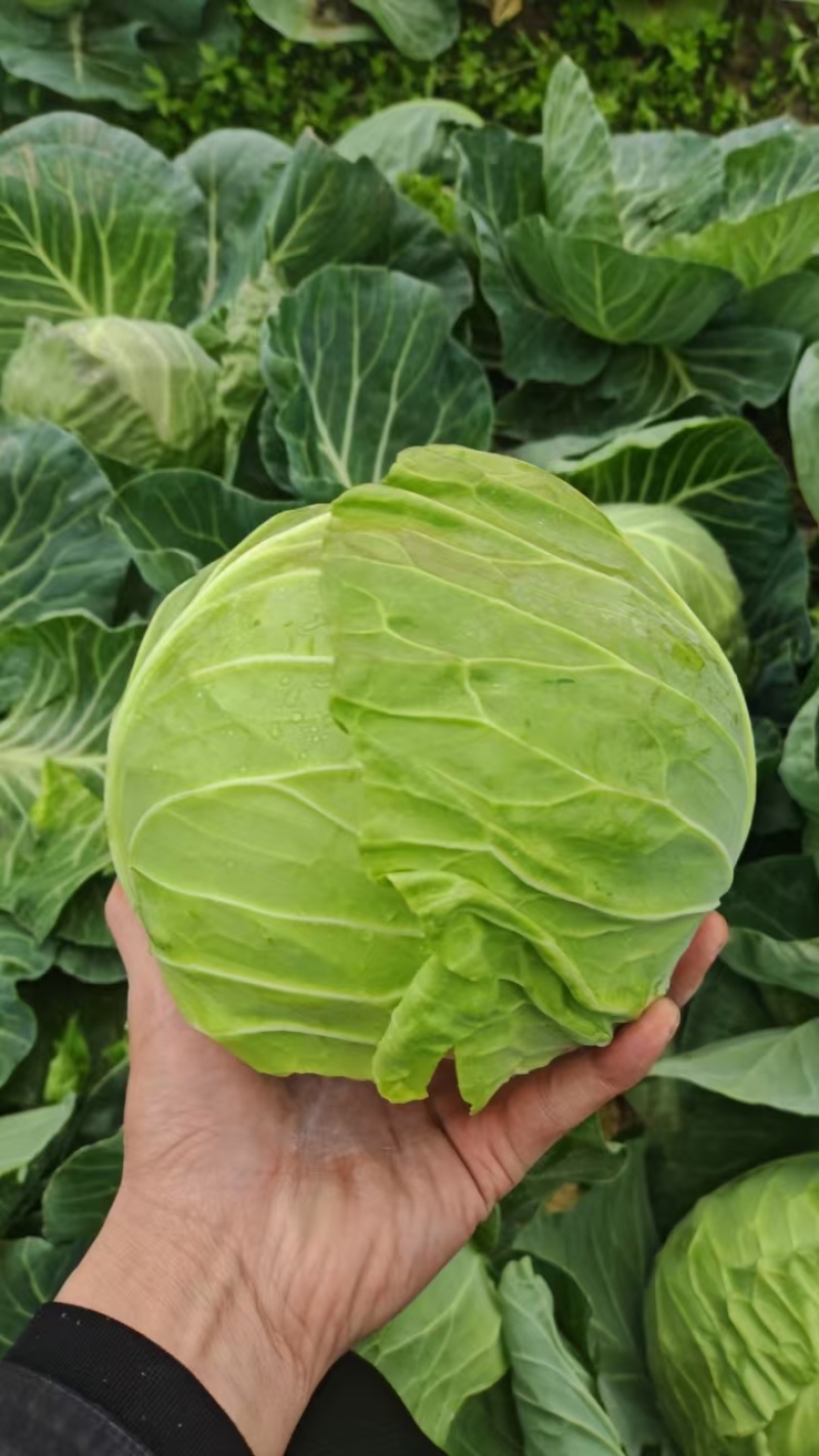 精品甘蓝圆包菜基地直发量大价优欢迎选购保质保量