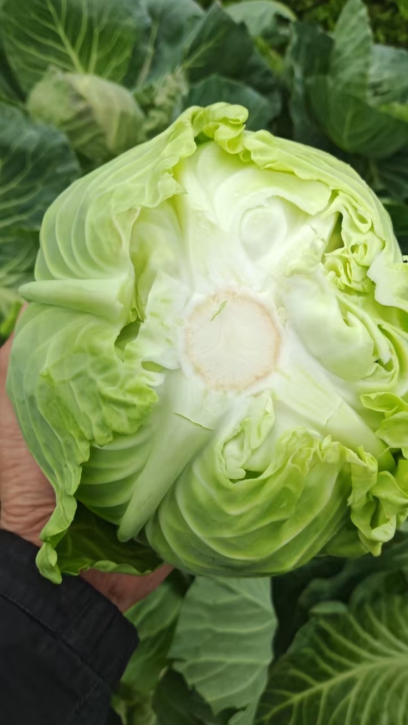 精品甘蓝圆包菜基地直发量大价优欢迎选购保质保量