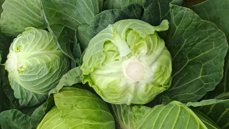 精品甘蓝圆包菜基地直发量大价优欢迎选购保质保量