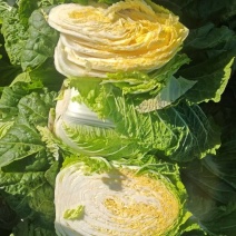 精选白菜黄心白菜大白菜品质好口感佳价格实惠欢迎选购