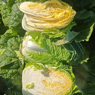 精选白菜黄心白菜大白菜品质好口感佳价格实惠欢迎选购