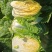 精选白菜黄心白菜大白菜品质好口感佳价格实惠欢迎选购