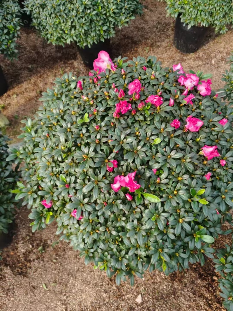 红西杜鹃花造型盆景室内外耐寒耐热阳台庭院好养活观赏价值高