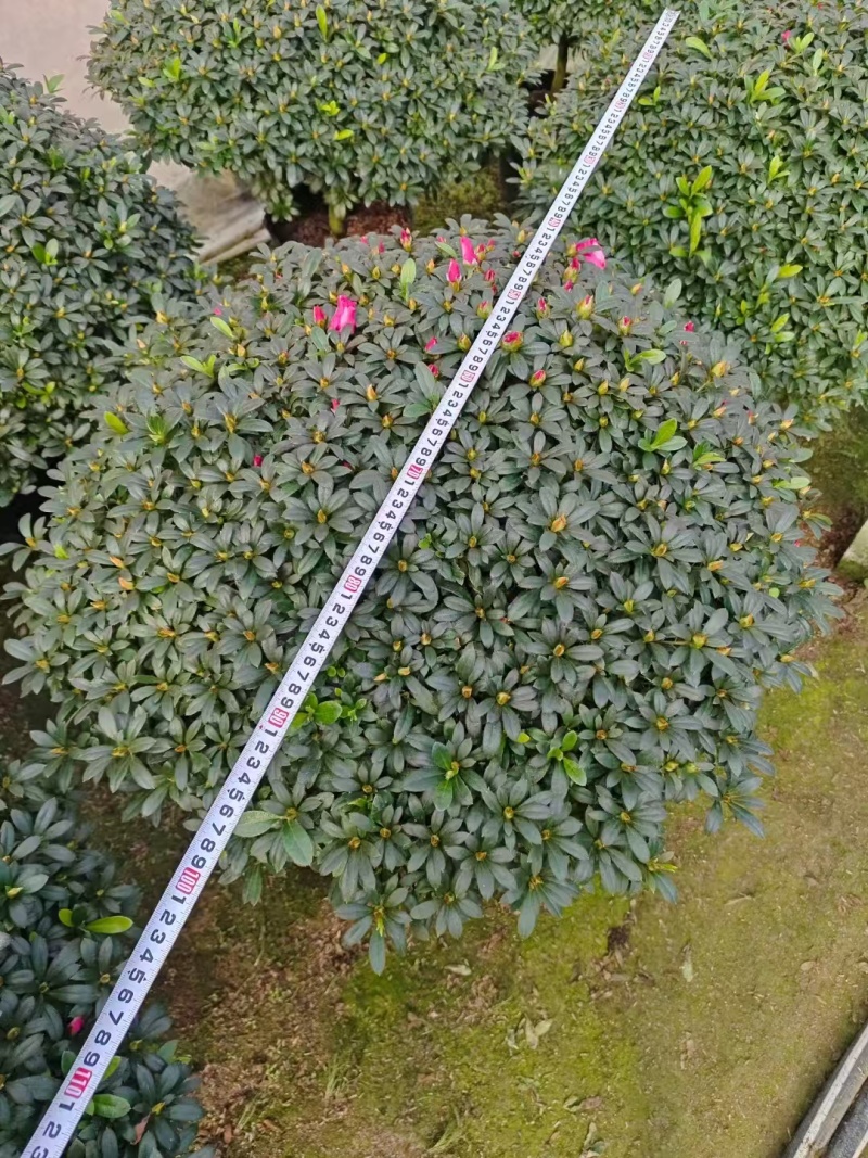 红西杜鹃花造型盆景室内外耐寒耐热阳台庭院好养活观赏价值高