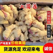 【河北大黄姜】产地大量供应，代发全国，接电商、零售、市场