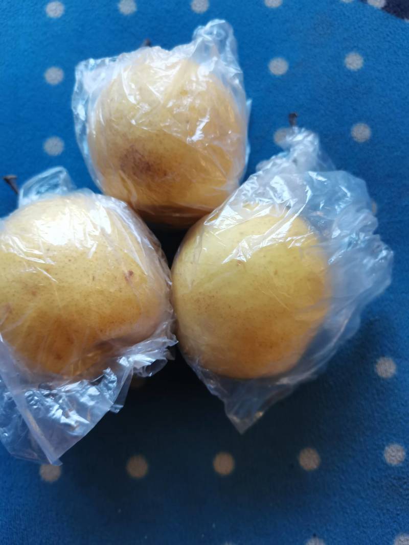 河北昌黎蜜梨货源充足可视频看货一件代发