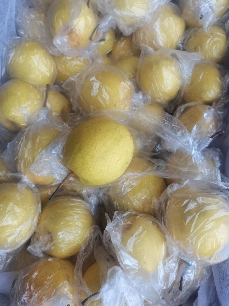 河北昌黎蜜梨货源充足可视频看货一件代发