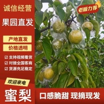 河北昌黎蜜梨货源充足可视频看货一件代发