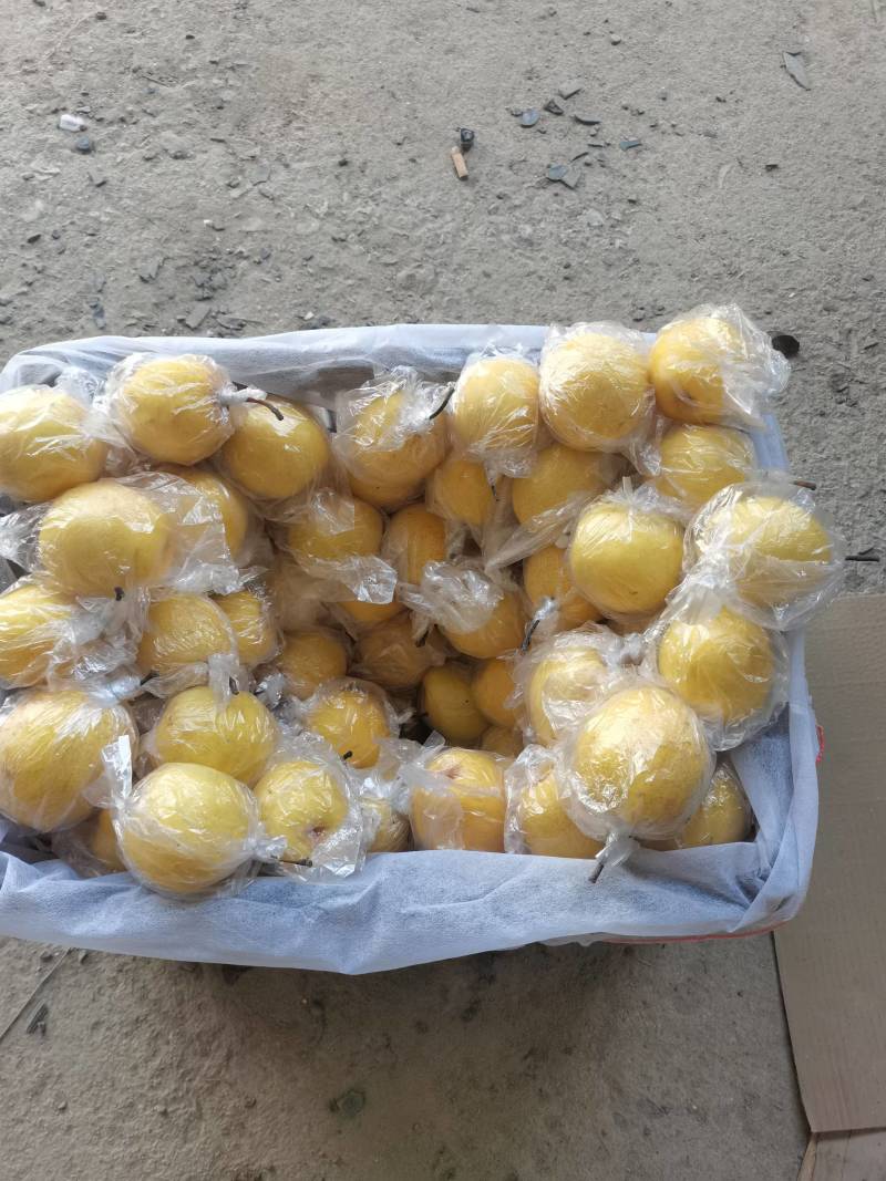 河北昌黎蜜梨货源充足可视频看货一件代发