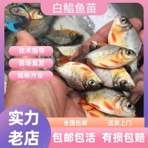 淡水白鲳鱼苗批发红鲳鱼苗鲳鱼苗快大品种量大从优