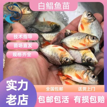 淡水白鲳鱼苗批发红鲳鱼苗鲳鱼苗快大品种量大从优