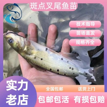斑点叉尾鮰鱼苗钳鱼叉尾鱼回鱼喂食包邮活体大型养殖食用