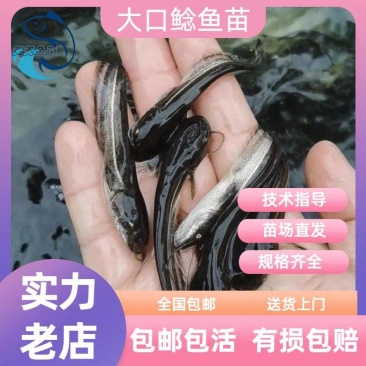 广东淡水杂交大口鲶鱼苗活体南方大鲶花鲶土鲶河鲶