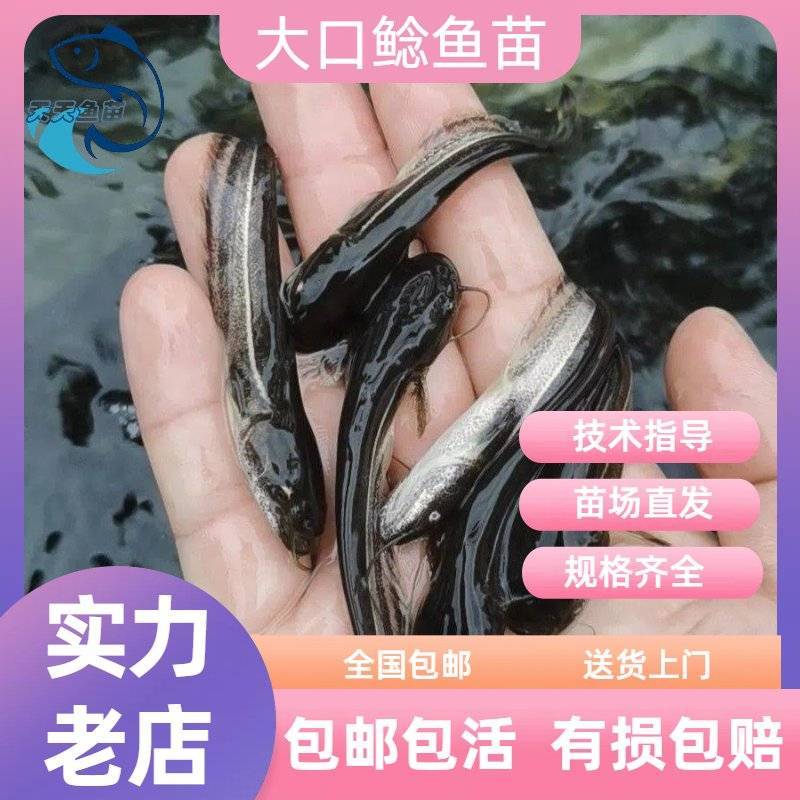 广东淡水杂交大口鲶鱼苗活体南方大鲶花鲶土鲶河鲶