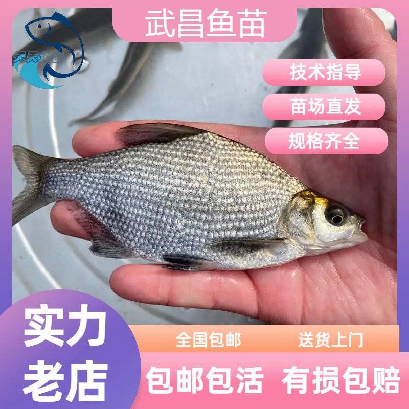 优质武昌鱼苗边鱼鳊鱼淡水活体养殖三角边鱼渔场直供量大从优