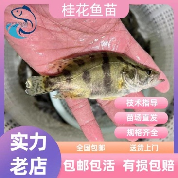 广州桂花鱼苗翘嘴鱼苗鳜鱼苗桂鱼苗活体淡水包邮量大从优