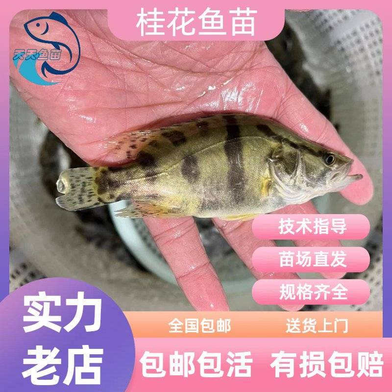 广州桂花鱼苗翘嘴鱼苗鳜鱼苗桂鱼苗活体淡水包邮量大从优