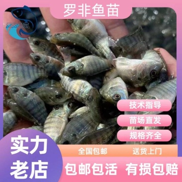 优质罗非鱼苗海南一号罗非鱼苗青宝路罗非鱼苗脆肉罗非鱼苗