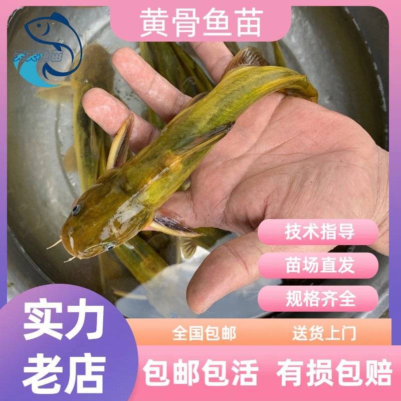 黄骨鱼苗杂交黄骨鱼苗黄辣丁苗黄丁角鱼苗活体广州包邮黄颡鱼