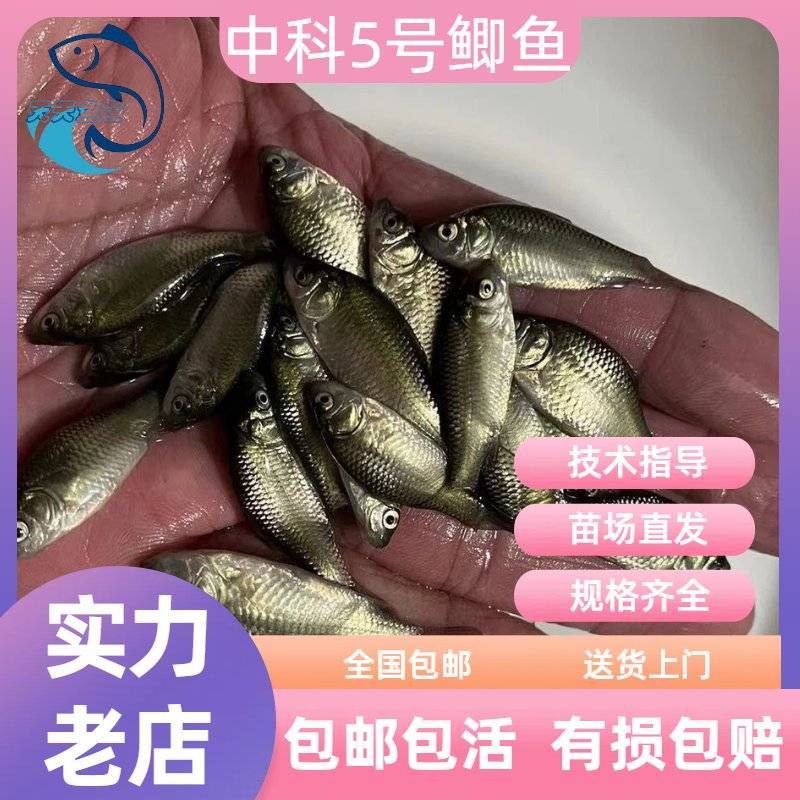 优质鲫鱼苗中科5号鲫鱼苗淡水湘云鲫彭泽鲫鱼高背鲫鱼广州