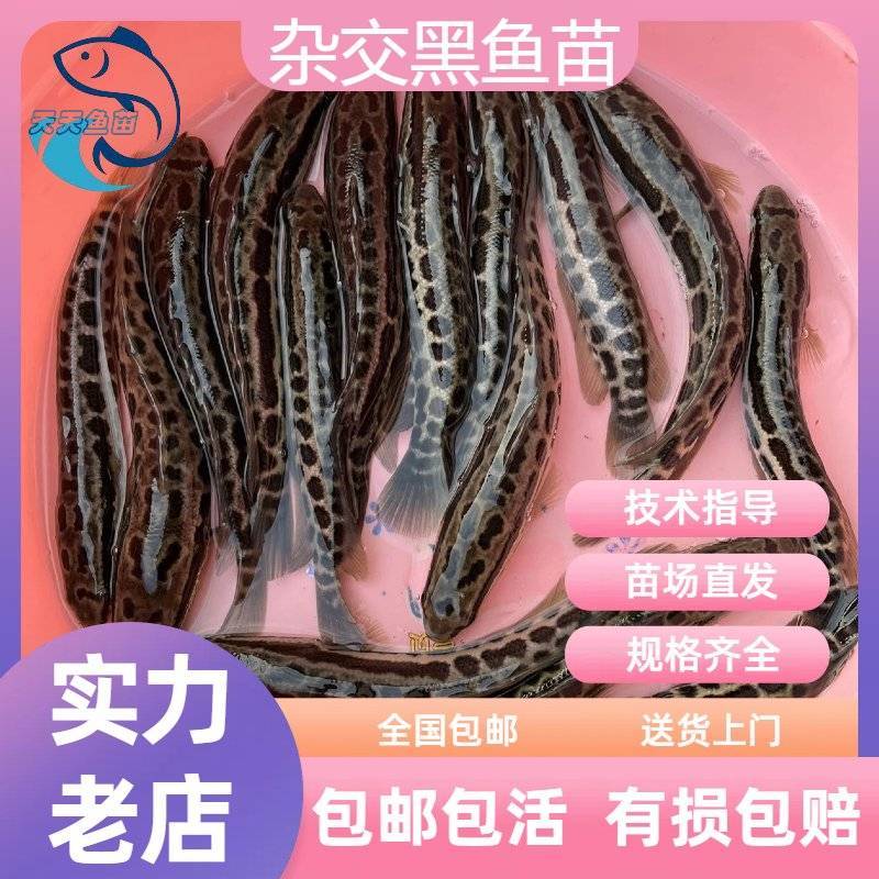 黑鱼苗杂交生鱼苗乌鱼苗活体广州包邮乌鳢鱼苗量大从优