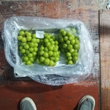 阳光玫瑰