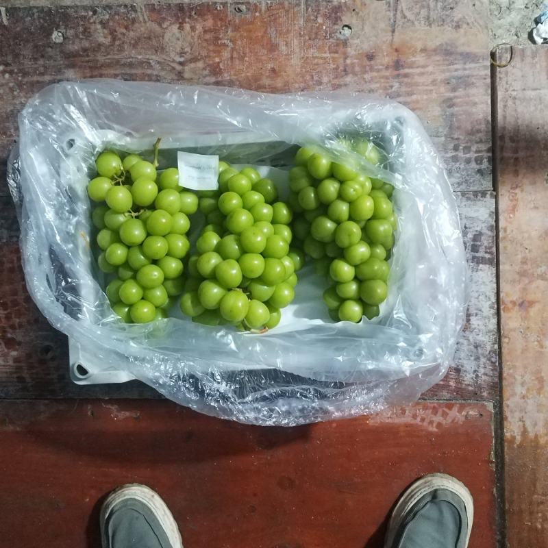 阳光玫瑰