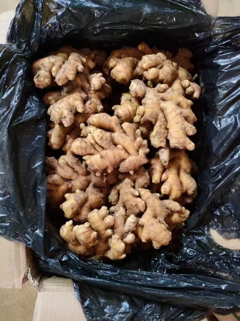 优质窖藏小黄姜，供【电商/市场/零售】坏烂包赔、全国发货