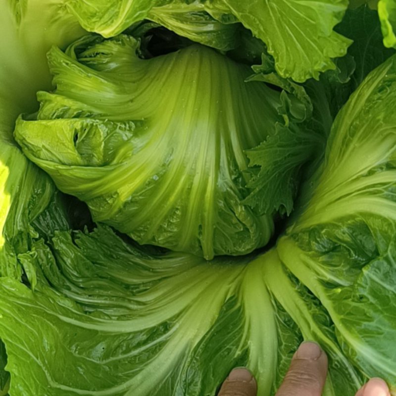 广西富川芥菜