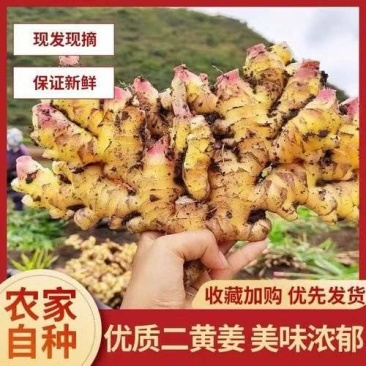 【精品】窖藏小黄姜，接电商、市场零售，全国发货，坏烂包赔