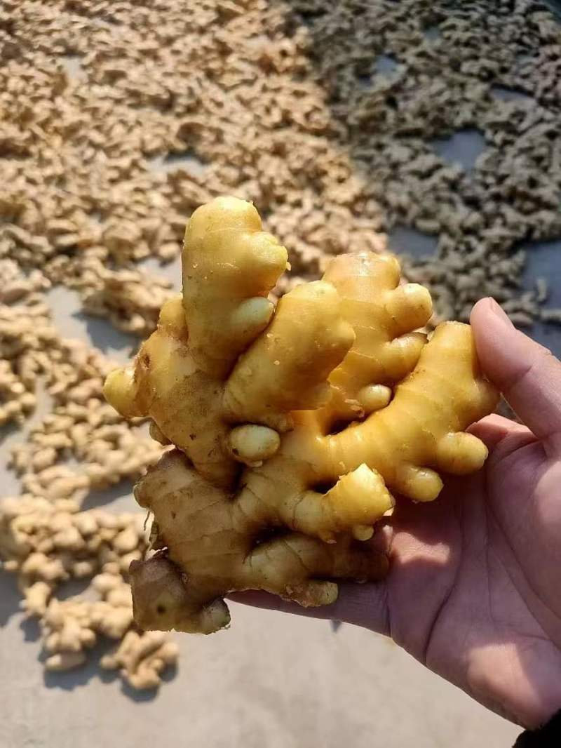 【精品】窖藏小黄姜，接电商、市场零售，全国发货，坏烂包赔
