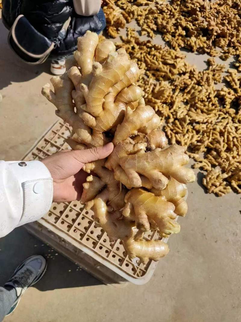 【精品】窖藏小黄姜，接电商、市场零售，全国发货，坏烂包赔