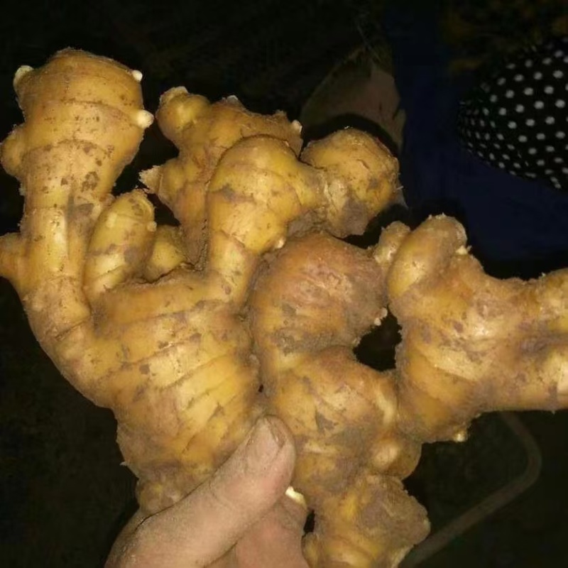 山东大姜窖藏生姜大量现货版型好颜色黄可大量发货