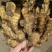 山东大姜窖藏生姜大量现货版型好颜色黄可大量发货