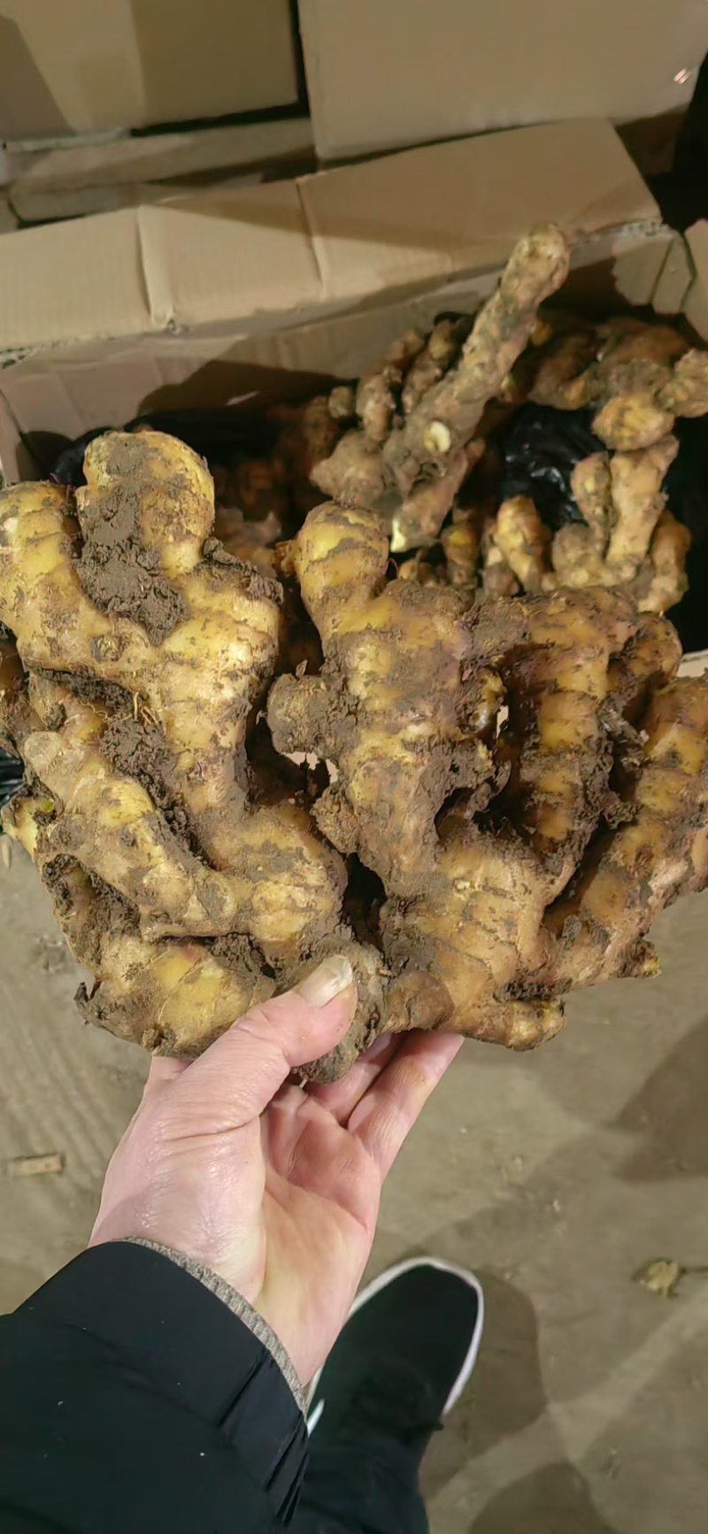 山东大姜窖藏生姜大量现货版型好颜色黄可大量发货