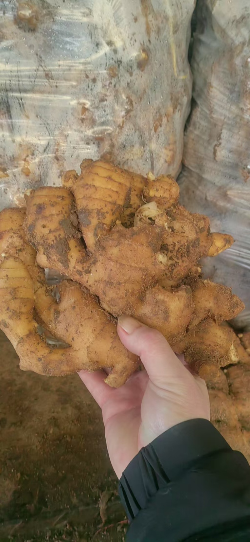 山东大姜窖藏生姜大量现货版型好颜色黄可大量发货