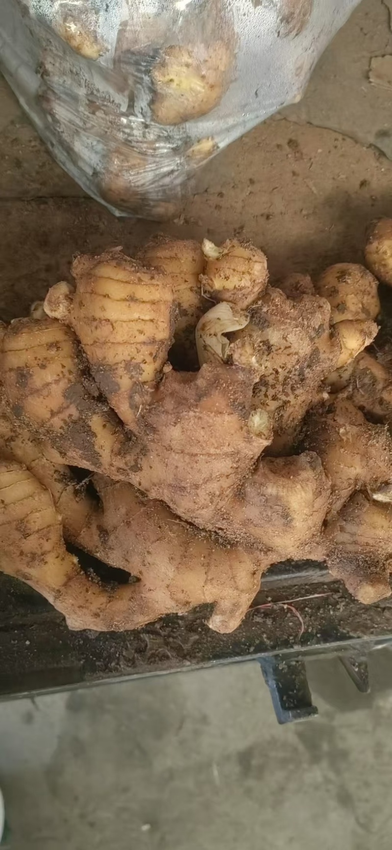 山东大姜窖藏生姜大量现货版型好颜色黄可大量发货