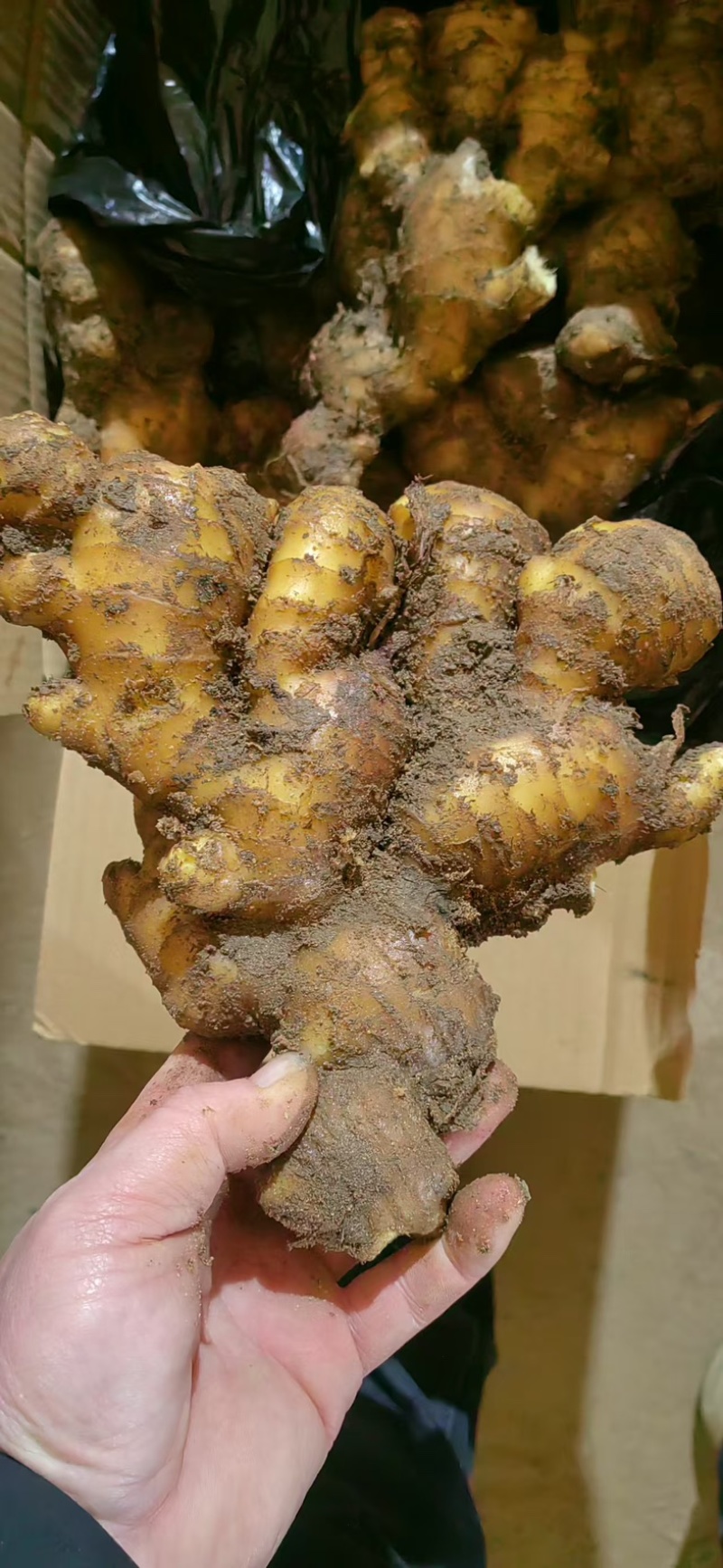 山东大姜窖藏生姜大量现货版型好颜色黄可大量发货